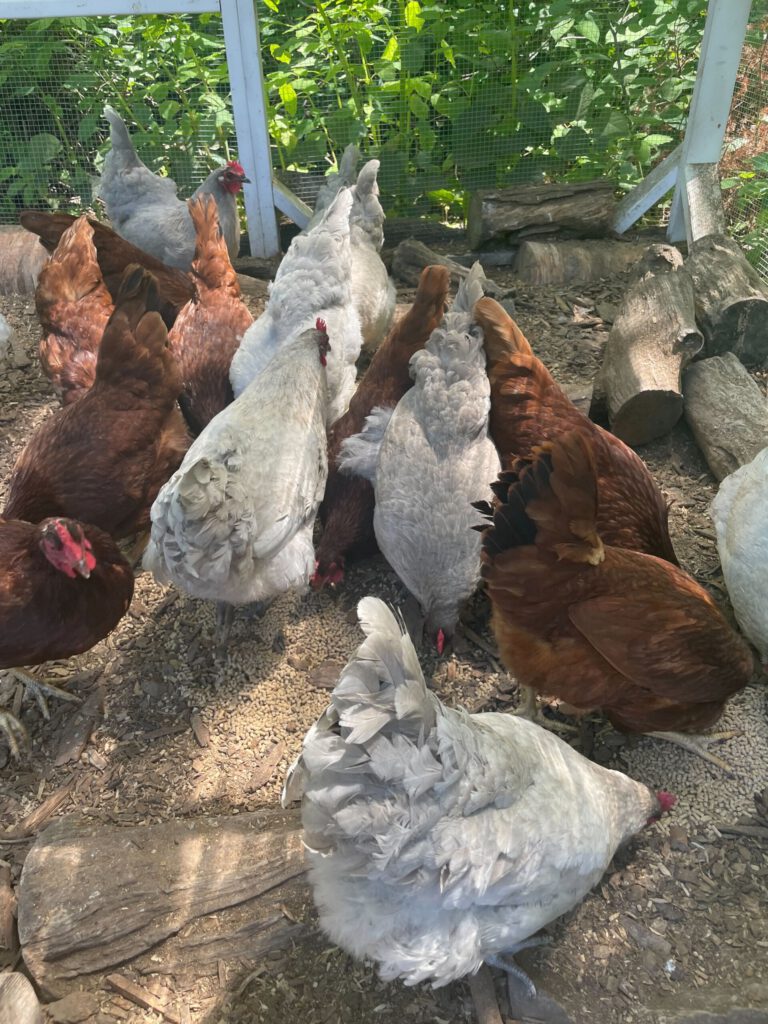 Smart AG, Chickens, Image by Andrew Black